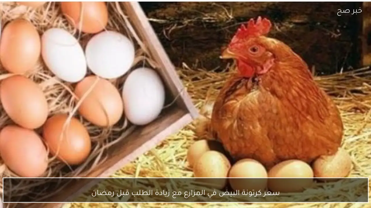 سعر كرتونة البيض في المزارع مع زيادة الطلب قبل رمضان