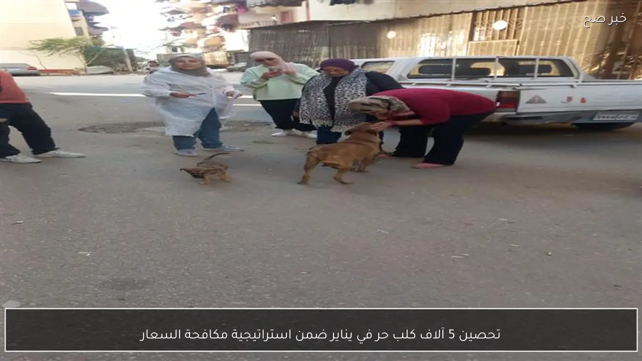 تحصين 5 آلاف كلب حر في يناير ضمن استراتيجية مكافحة السعار