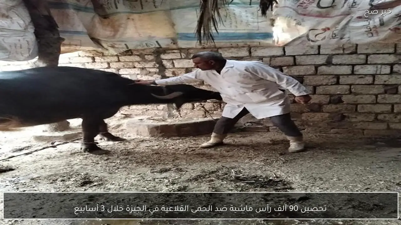 تحصين 90 ألف رأس ماشية ضد الحمى القلاعية في الجيزة خلال 3 أسابيع