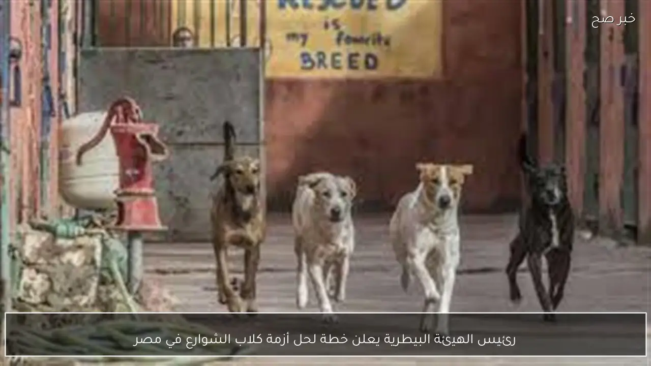 رئيس الهيئة البيطرية يعلن خطة لحل أزمة كلاب الشوارع في مصر