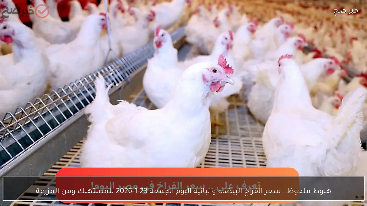 هبوط ملحوظ.. سعر الفراخ البيضاء والبانية اليوم الجمعة 23-1-2026  للمستهلك ومن المزرعة