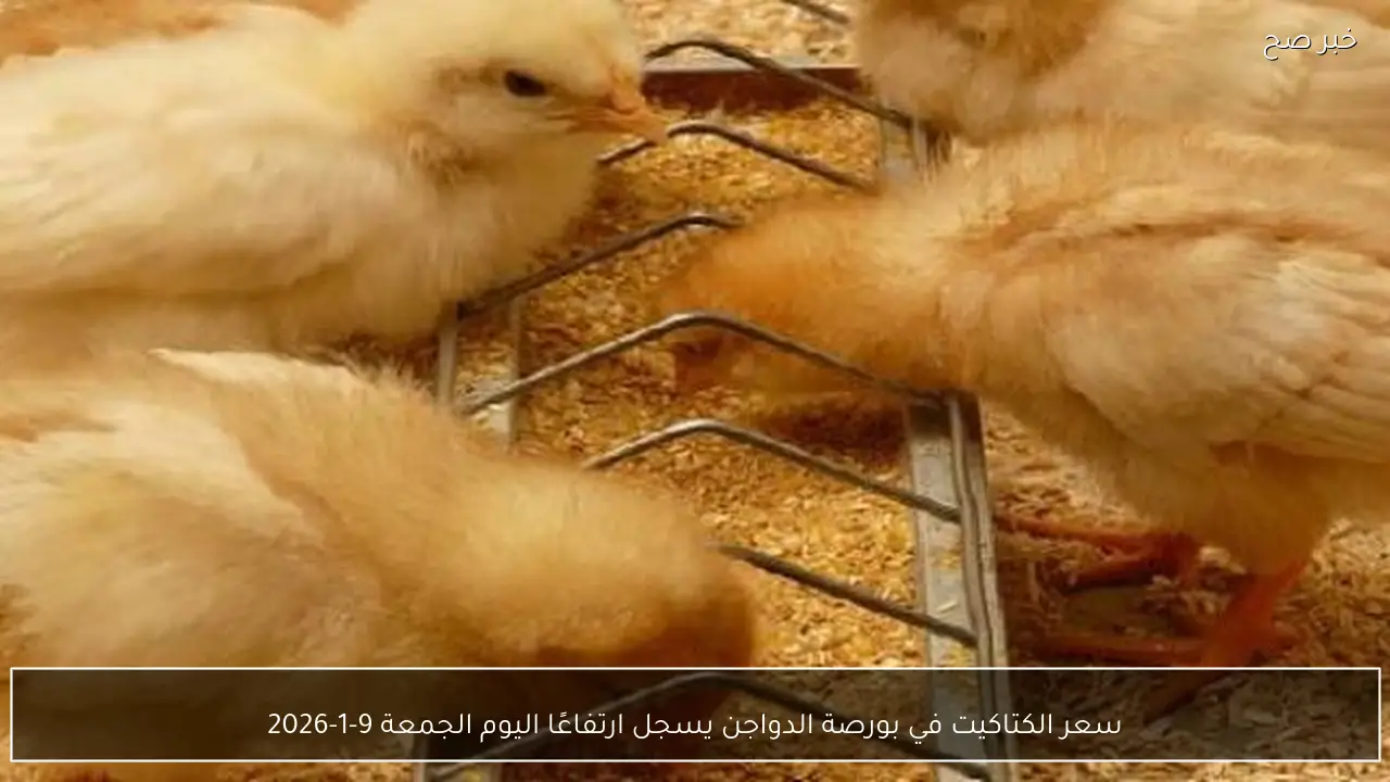 سعر الكتاكيت في بورصة الدواجن يسجل ارتفاعًا اليوم الجمعة 9-1-2026