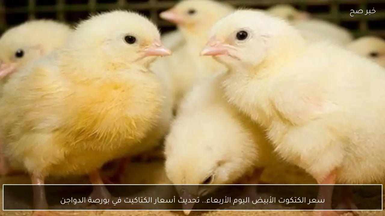 سعر الكتكوت الأبيض اليوم الأربعاء.. تحديث أسعار الكتاكيت في بورصة الدواجن