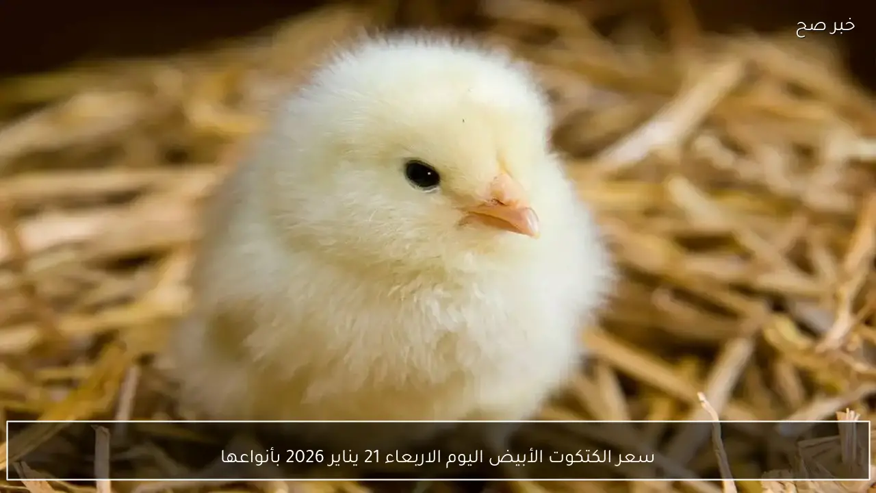 سعر الكتكوت الأبيض اليوم الاربعاء 21 يناير 2026 بأنواعها