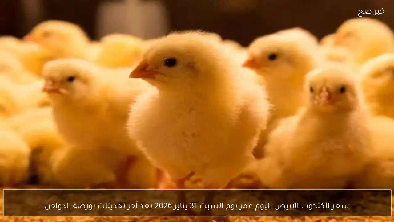 سعر الكتكوت الأبيض اليوم عمر يوم السبت 31 يناير 2026 بعد آخر تحديثات بورصة الدواجن