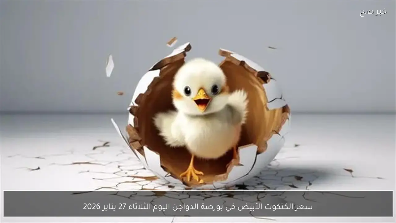 سعر الكتكوت الأبيض في بورصة الدواجن اليوم الثلاثاء 27 يناير 2026