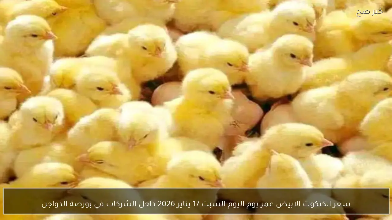 سعر الكتكوت الابيض عمر يوم اليوم السبت 17 يناير 2026 داخل الشركات في بورصة الدواجن