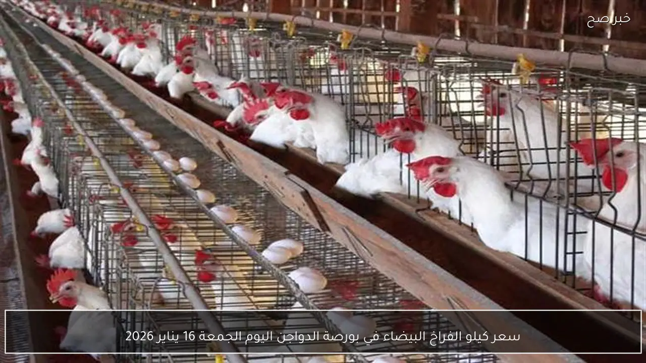 سعر كيلو الفراخ البيضاء في بورصة الدواجن اليوم الجمعة 16 يناير 2026
