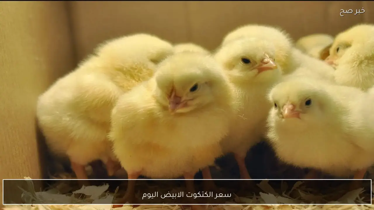 سعر الكتكوت الابيض اليوم في شركات مصر .. نيوهوب والعناني والوطنية