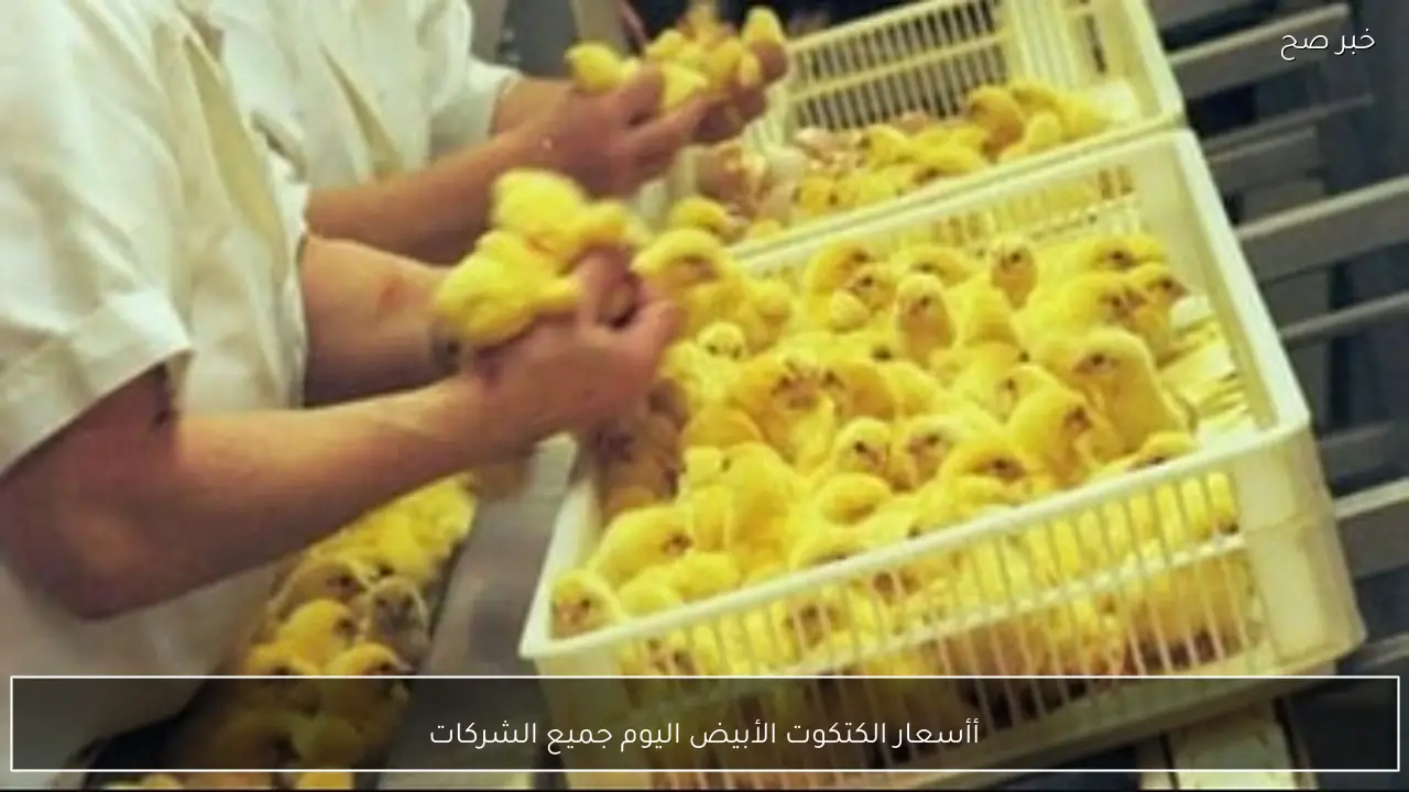 أحــدث أسعار الكتكوت الأبيض اليوم جميع الشركات الكبري