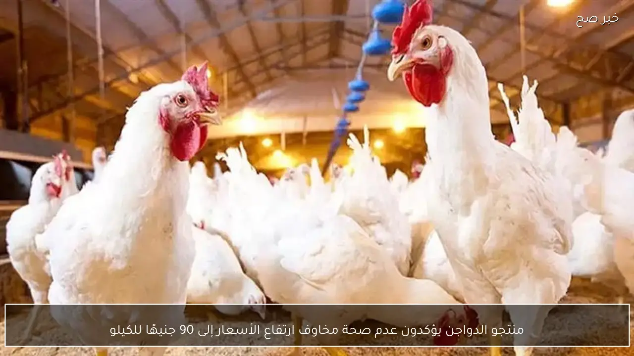 منتجو الدواجن يؤكدون عدم صحة مخاوف ارتفاع الأسعار إلى 90 جنيهًا للكيلو