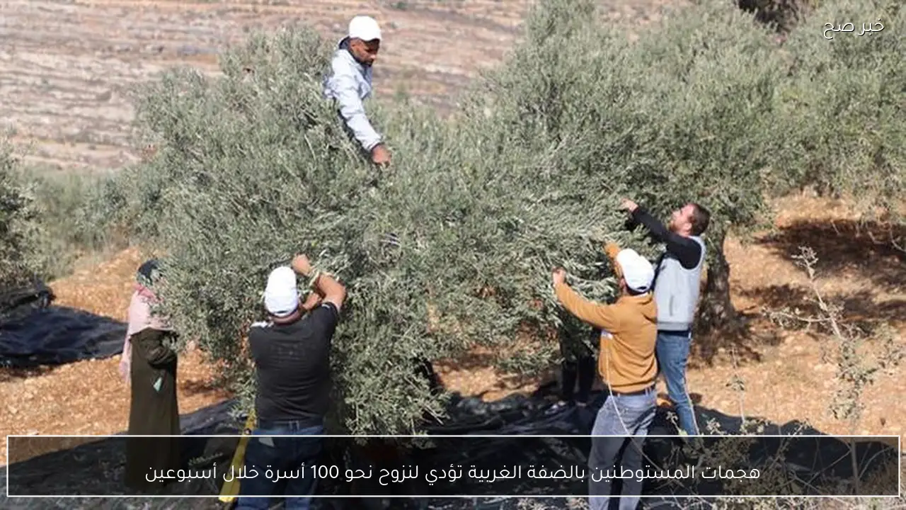 هجمات المستوطنين بالضفة الغربية تؤدي لنزوح نحو 100 أسرة خلال أسبوعين