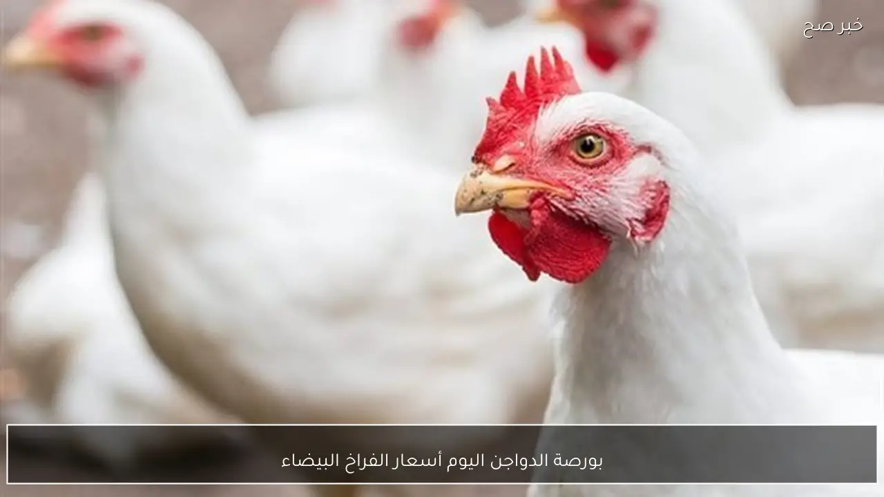بورصة الدواجن اليوم أسعار الفراخ البيضاء الاثنين 2 فبراير 2026 للمستهلك بمنتصف التعاملات