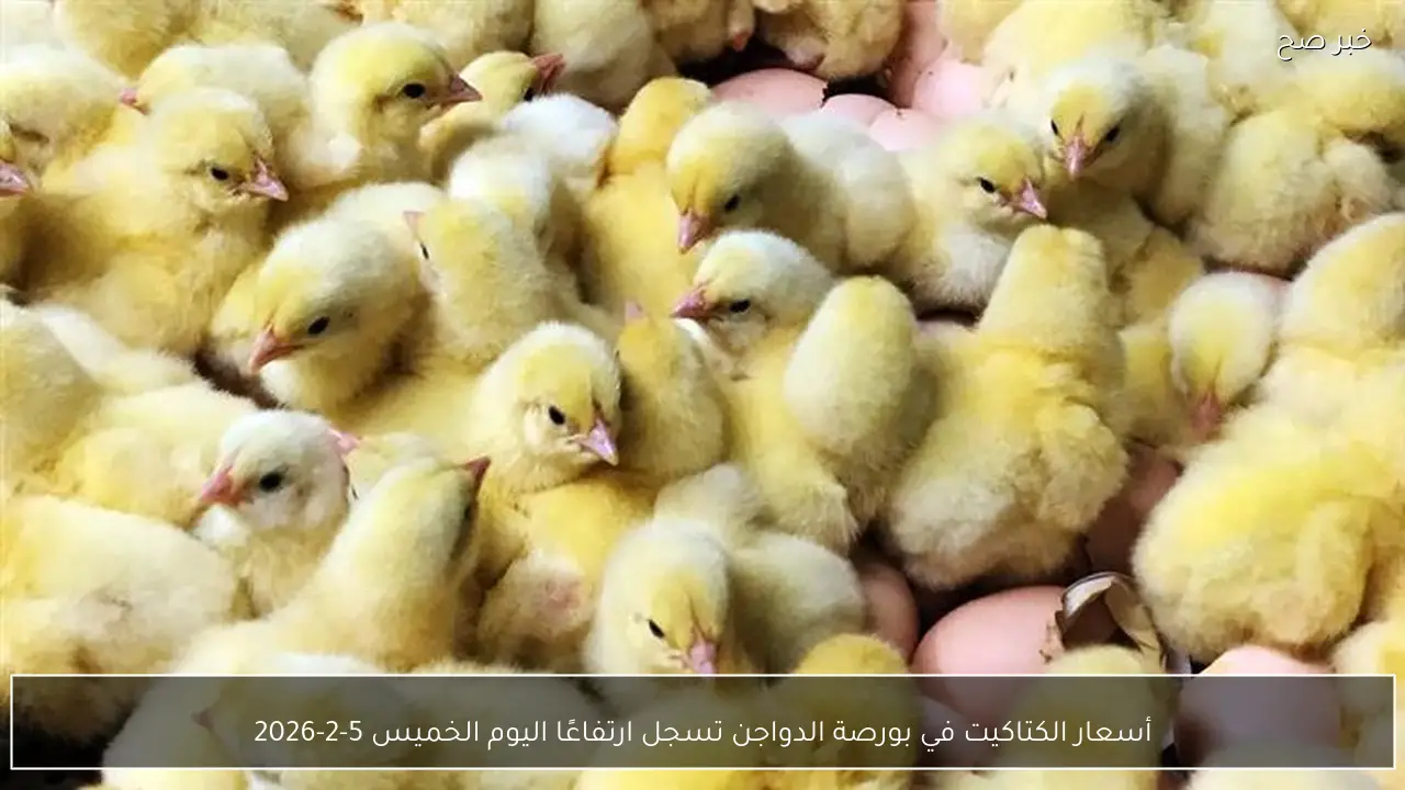 أسعار الكتاكيت في بورصة الدواجن تسجل ارتفاعًا اليوم الخميس 5-2-2026