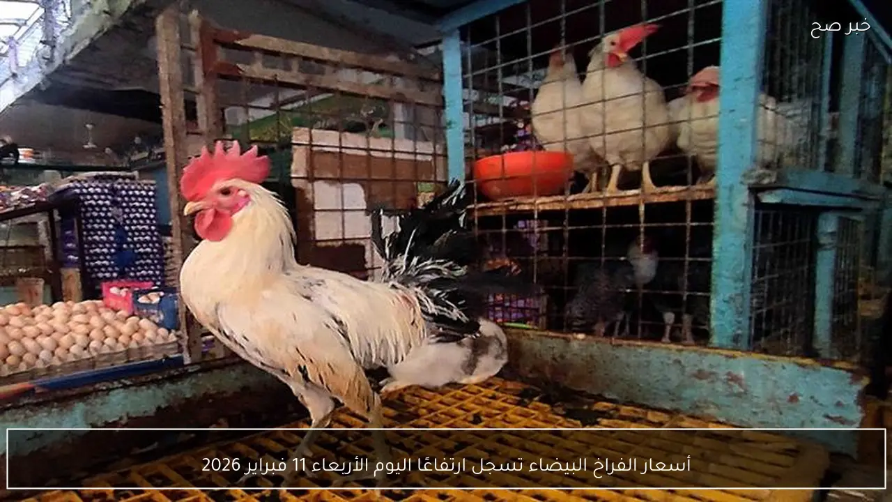 أسعار الفراخ البيضاء تسجل ارتفاعًا اليوم الأربعاء 11 فبراير 2026