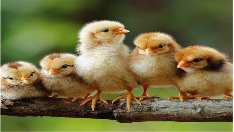 الكتكوت البلدي