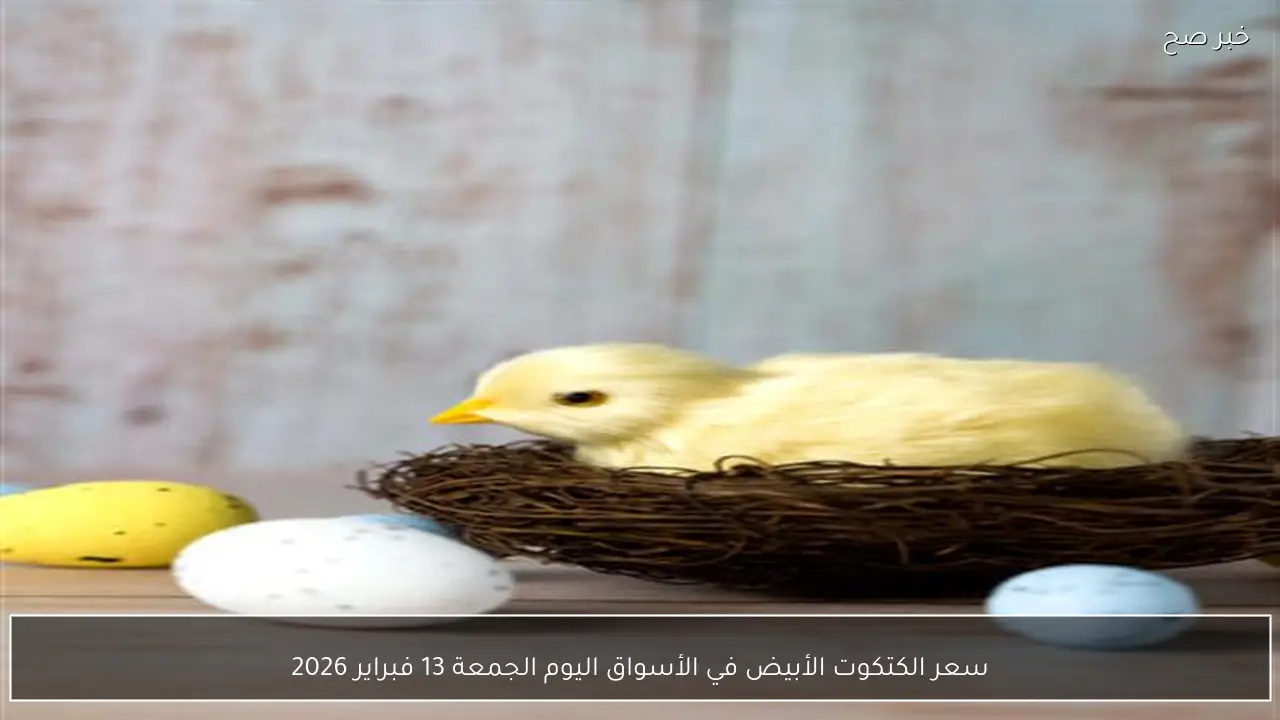 سعر الكتكوت الأبيض في الأسواق اليوم الجمعة 13 فبراير 2026