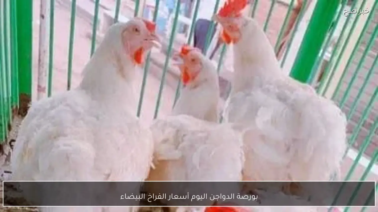 بورصة الدواجن اليوم أسعار الفراخ البيضاء الجمعة 13-2-2026 للمستهلك وفق آخر تحديث