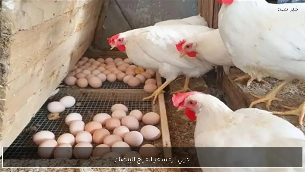 خزني لرمضان.. سعر الفراخ البيضاء اليوم الثلاثاء 3 فبراير في المحلات.. وصلت كام