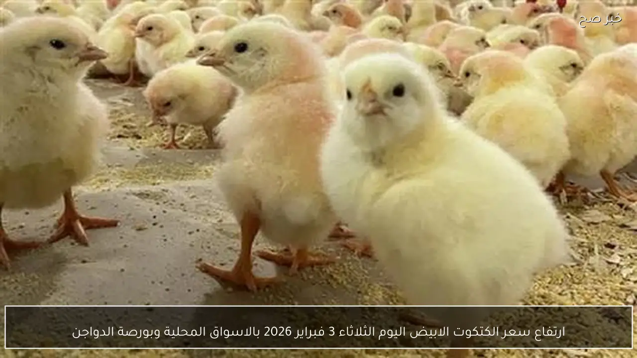 ارتفاع سعر الكتكوت الابيض اليوم الثلاثاء 3 فبراير 2026 بالاسواق المحلية وبورصة الدواجن