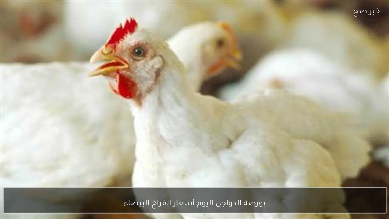 الكيلو بكام؟؟.. بورصة الدواجن اليوم أسعار الفراخ البيضاء الخميس 26-2-2026 في منتصف التعاملات