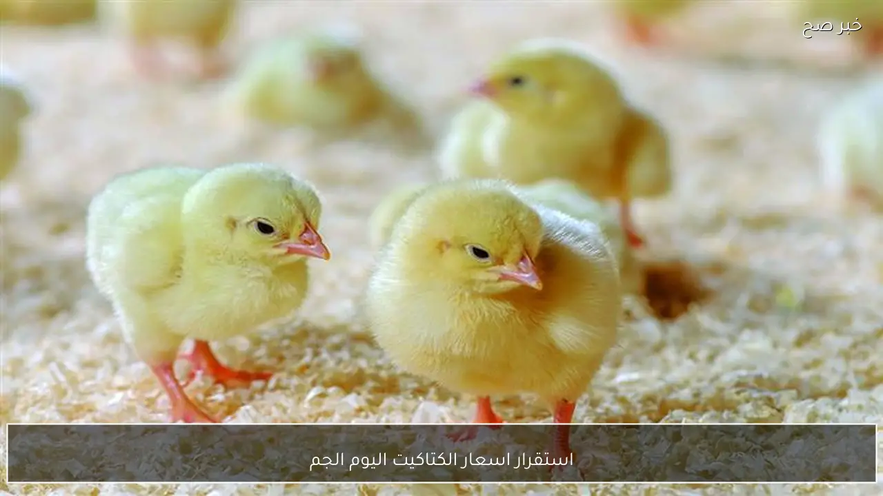 استقرار اسعار الكتاكيت اليوم الجمعة 13 فبراير 2026 في بورصة الدواجن والاسواق المصرية