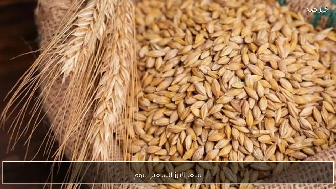 عريض ورفيع بكام؟.. سعر الارز الشعير اليوم السبت 21 فبراير 2026 في الاسواق المحلية وفق آخر تحديث