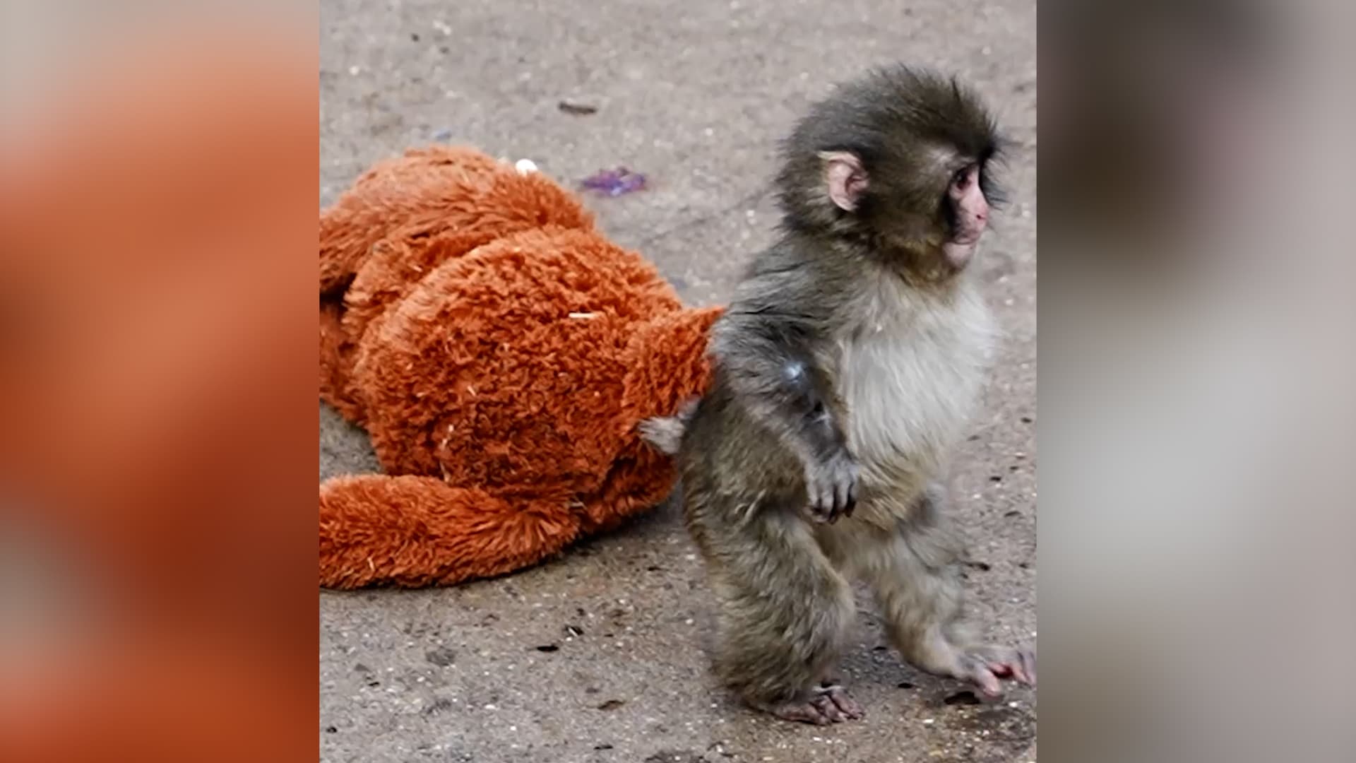 حكاية القرد بانش ودميته