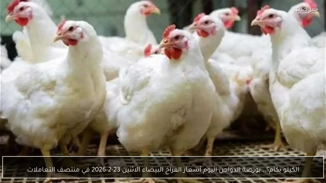 الكيلو بكام؟.. بورصة الدواجن اليوم أسعار الفراخ البيضاء الاثنين 23-2-2026 في منتصف التعاملات