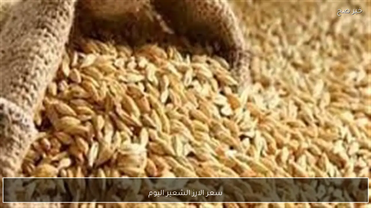 عريض ورفيع بكام؟.. سعر الارز الشعير اليوم السبت 28 فبراير 2026 في كافة الاسواق المصرية