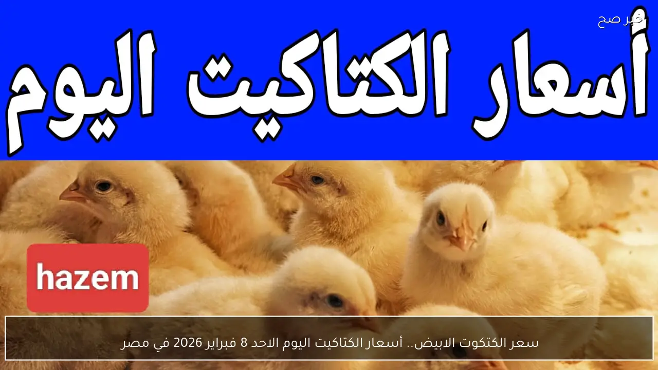 سعر الكتكوت الابيض.. أسعار الكتاكيت اليوم الاحد 8 فبراير 2026 في مصر 