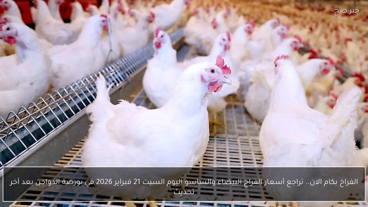 الفراخ بكام النهاردة.. تراجع أسعار الفراخ البيضاء والساسو اليوم السبت 21 فبراير 2026 في بورصة الدواجن بعد آخر تحديث