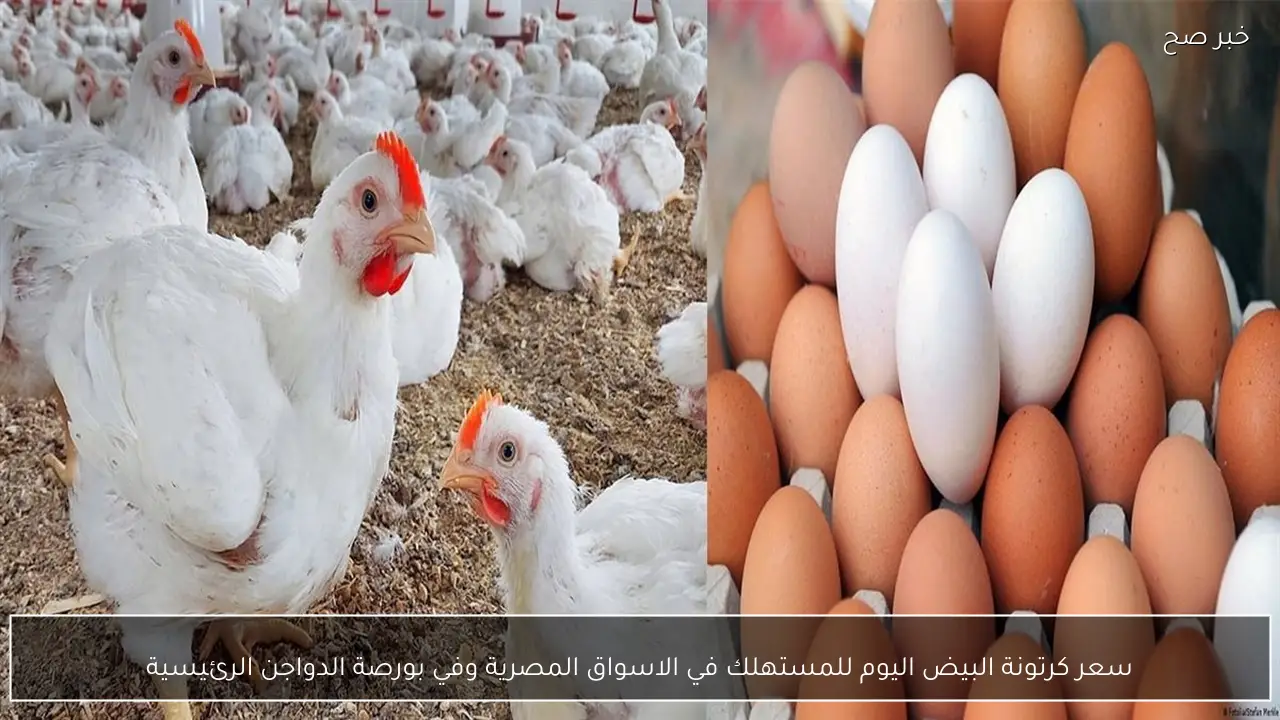 سعر كرتونة البيض اليوم للمستهلك في الاسواق المصرية وفي بورصة الدواجن الرئيسية