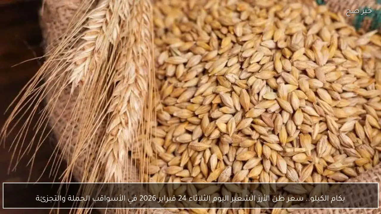 بكام الكيلو.. سعر طن الأرز الشعير اليوم الثلاثاء 24 فبراير 2026 في الأسواق  بسعر الجملة والتجزئة