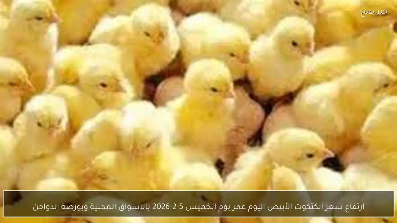 ارتفاع سعر الكتكوت الأبيض اليوم عمر يوم الخميس 5-2-2026 بالاسواق المحلية وبورصة الدواجن