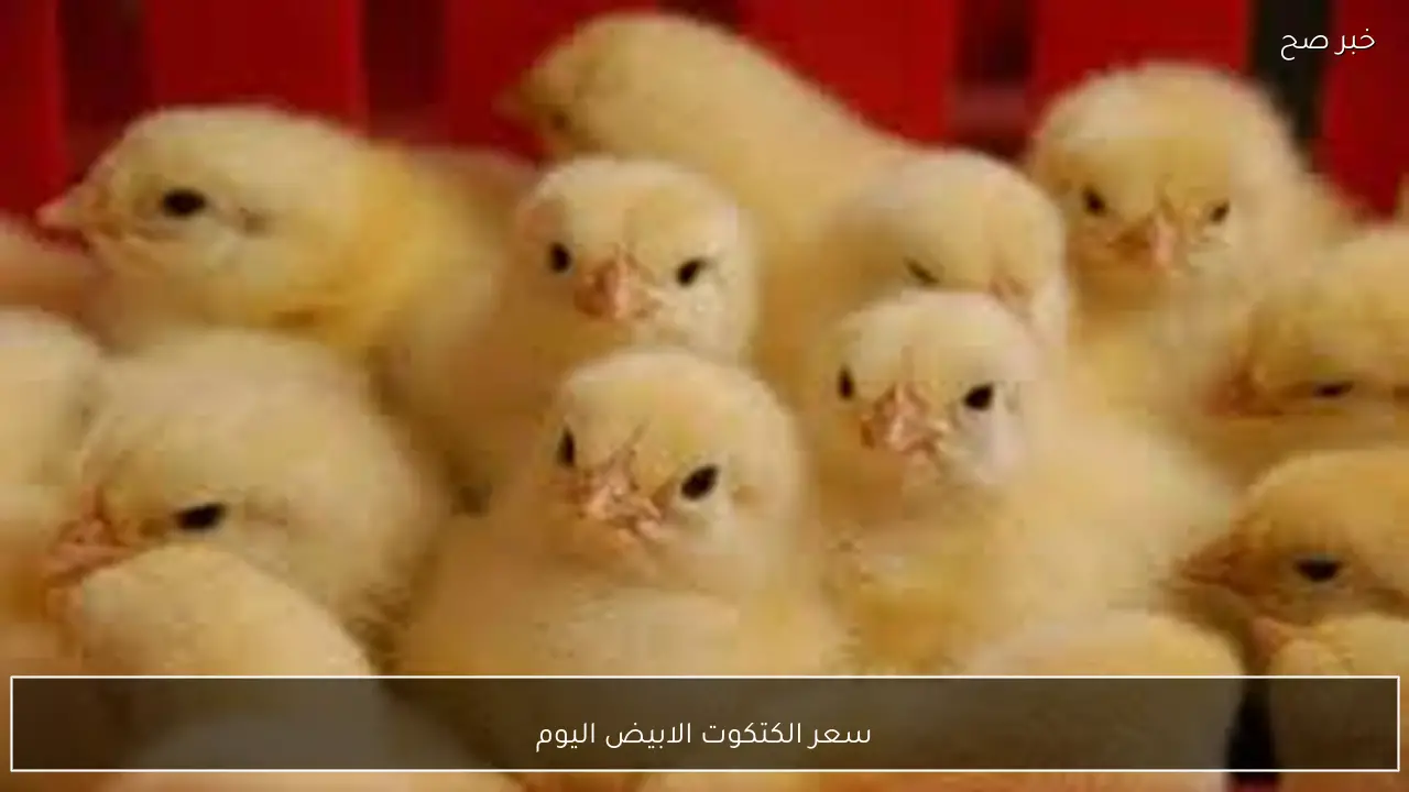 استقرار سعر الكتكوت الابيض اليوم الاثنين 9-2-2026 ببورصة الدواجن والاسواق المحلية