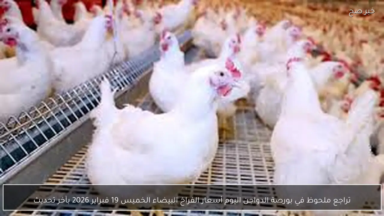 تراجع ملحوظ في بورصة الدواجن اليوم أسعار الفراخ البيضاء الخميس 19 فبراير 2026 بآخر تحديث