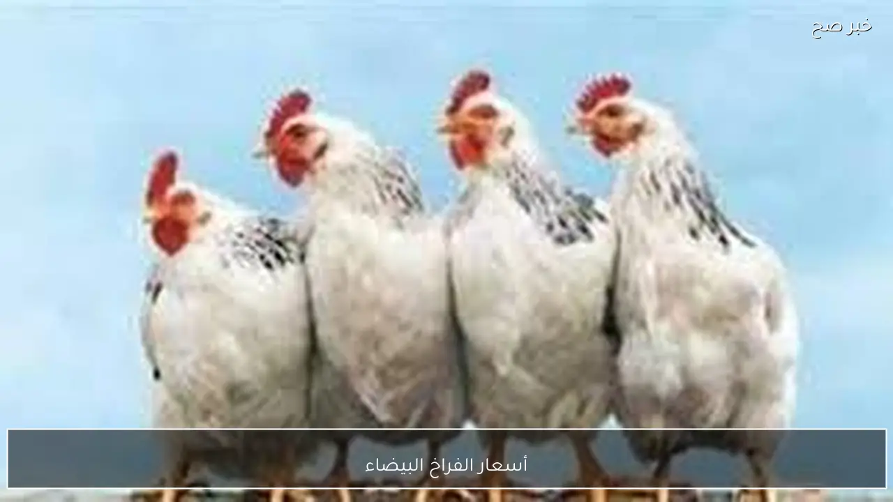 الكيلو بكام؟.. أسعار الفراخ البيضاء الخميس 19-2-2026 في بورصة الدواجن والاسواق