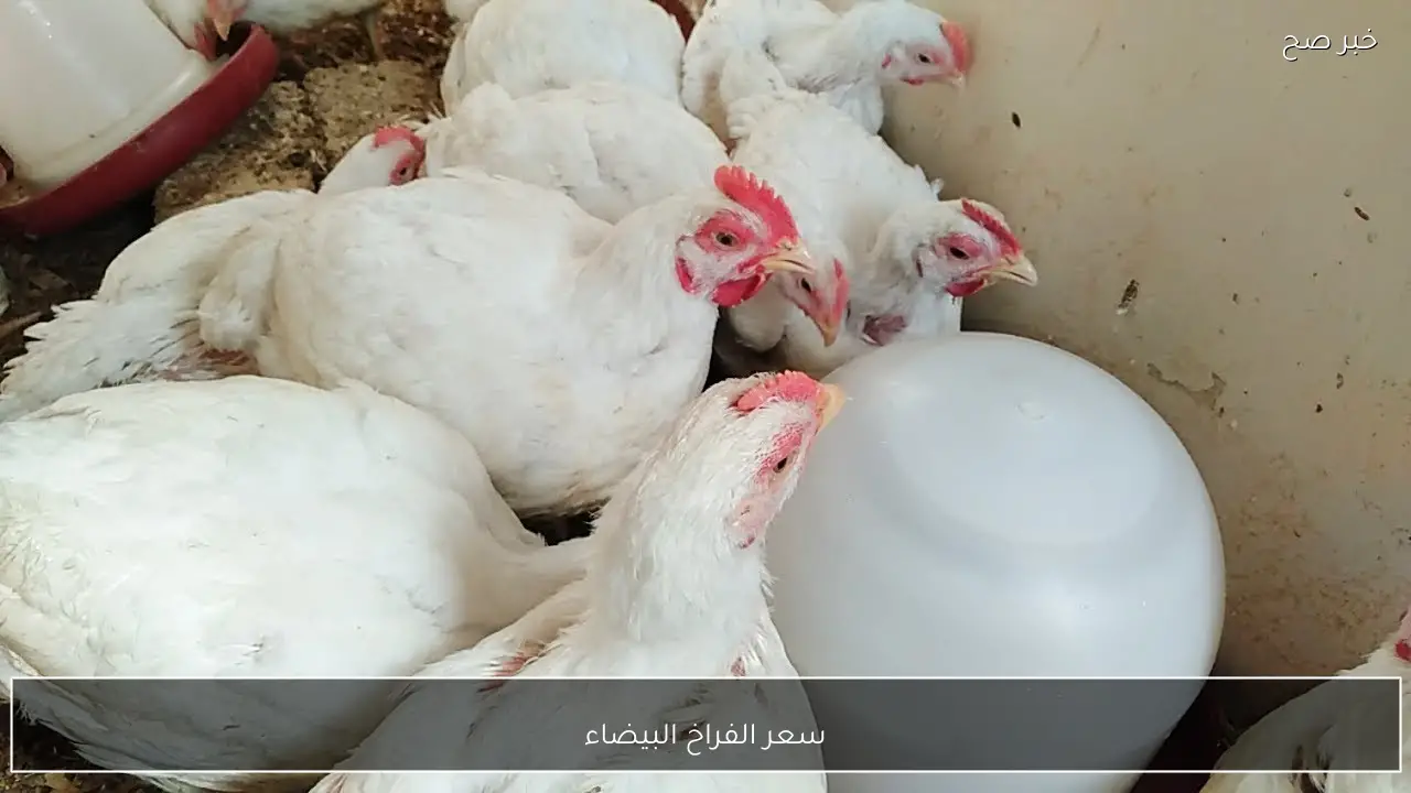 سعر الفراخ البيضاء اليوم الخميس 19 فبراير 2026 في الاسواق المصرية وفي بورصة الدواجن