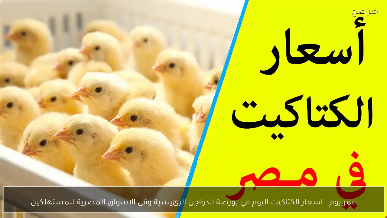 عمر يوم.. اسعار الكتاكيت اليوم في بورصة الدواجن الرئيسية وفي الاسواق المصرية للمستهلكين