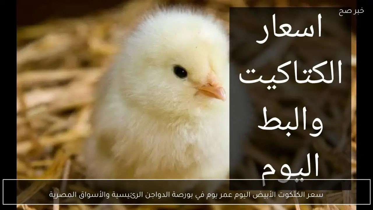 سعر الكتكوت الأبيض اليوم عمر يوم في بورصة الدواجن الرئيسية والأسواق المصرية