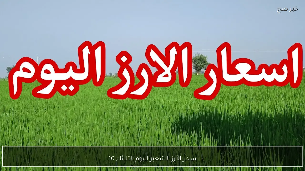 سعر الأرز الشعير اليوم الثلاثاء 10 فبراير 2026 في الاسواق للمستهلكين والتجار