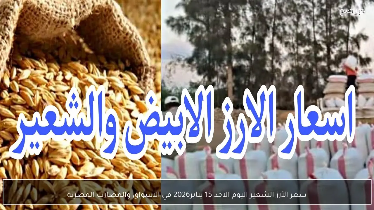 سعر الأرز الشعير اليوم الاحد 15 يناير2026 في الاسواق والمضارب المصرية (عريض، رفيع)
