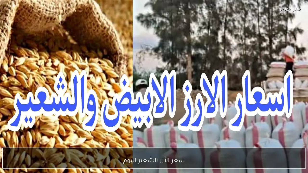 الطن بكام؟.. سعر الأرز الشعير اليوم الخميس 26 فبراير 2026 في الاسواق والمضارب المصرية