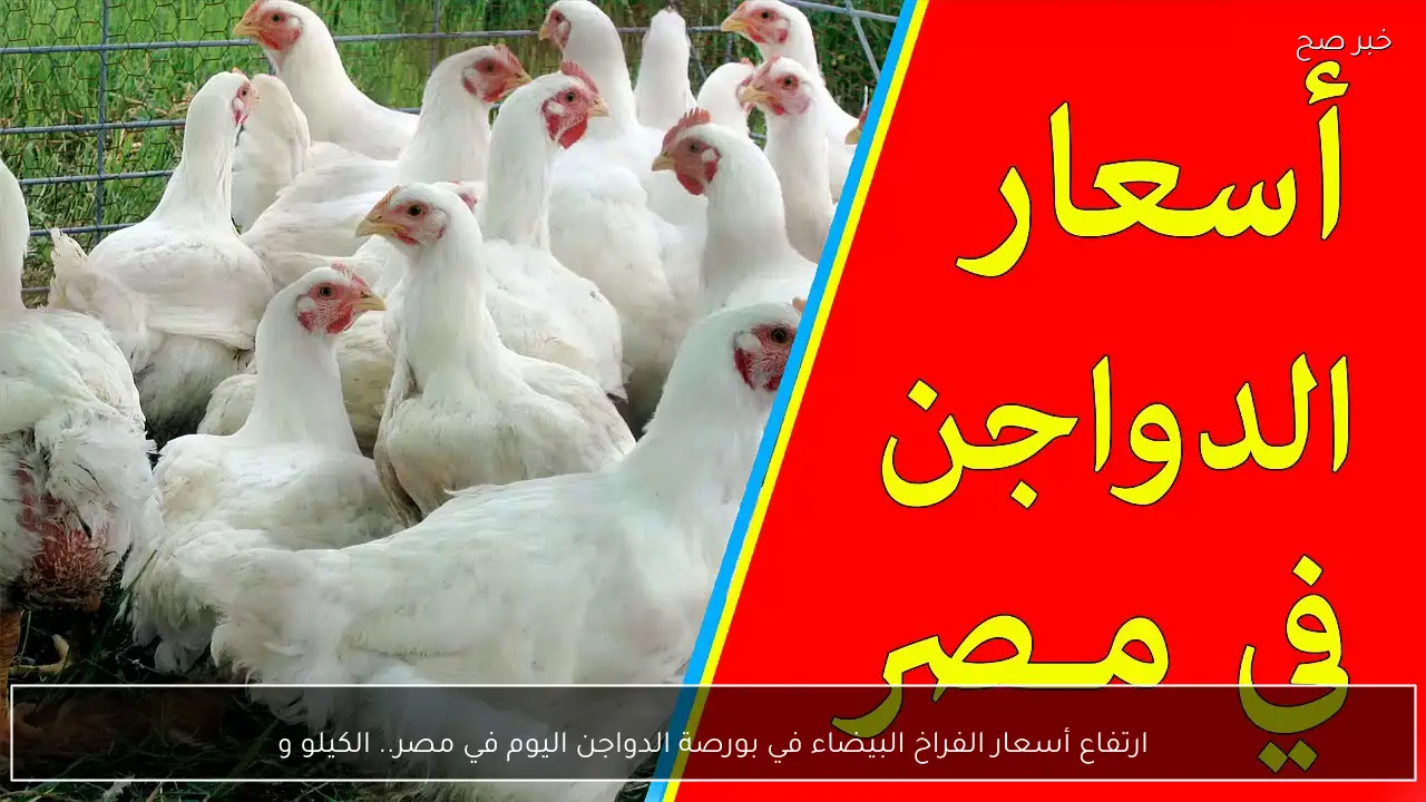 ارتفاع أسعار الفراخ البيضاء في بورصة الدواجن اليوم في مصر.. الكيلو وصل كام؟