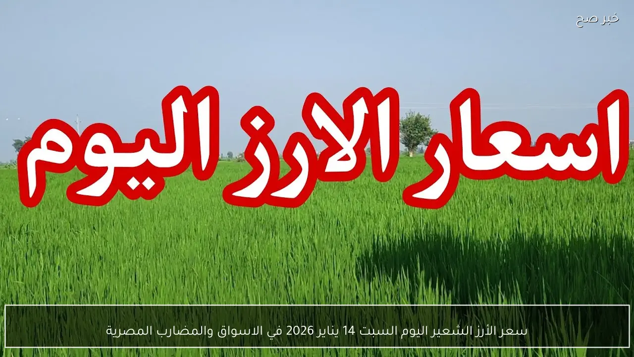 سعر الأرز الشعير اليوم السبت 14 يناير 2026 في الاسواق والمضارب المصرية