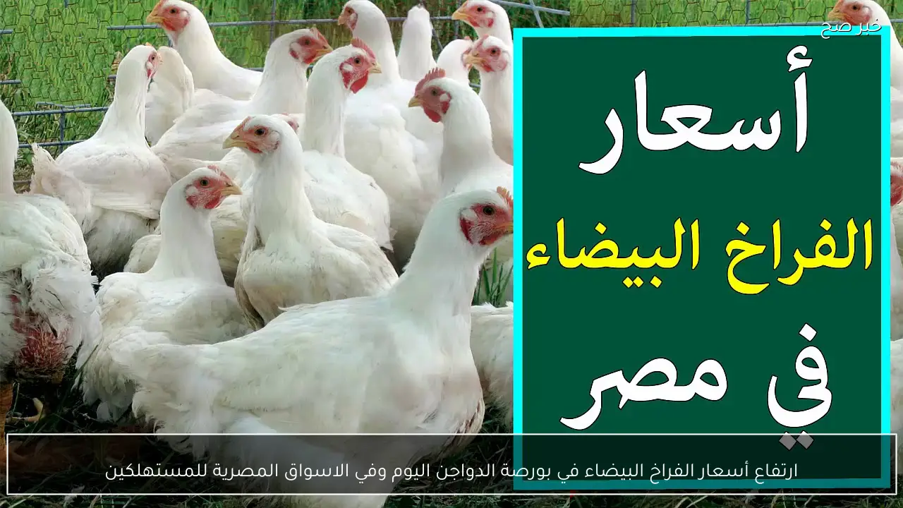 ارتفاع أسعار الفراخ البيضاء في بورصة الدواجن اليوم وفي الاسواق المصرية للمستهلكين