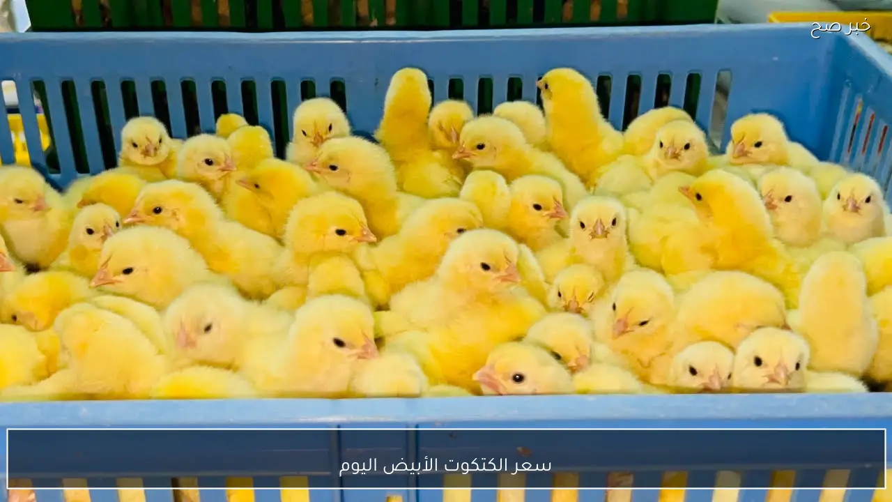 سعر الكتكوت الأبيض اليوم عمر يوم في بورصة الدواجن الرئيسية والأسواق المصرية للمستهلكين