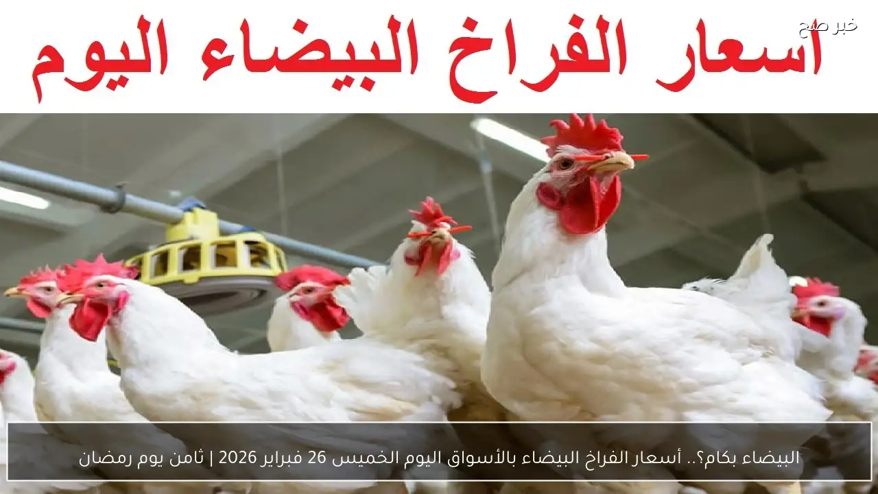 البيضاء بكام؟.. أسعار الفراخ البيضاء بالأسواق اليوم الخميس 26 فبراير 2026 | ثامن يوم رمضان