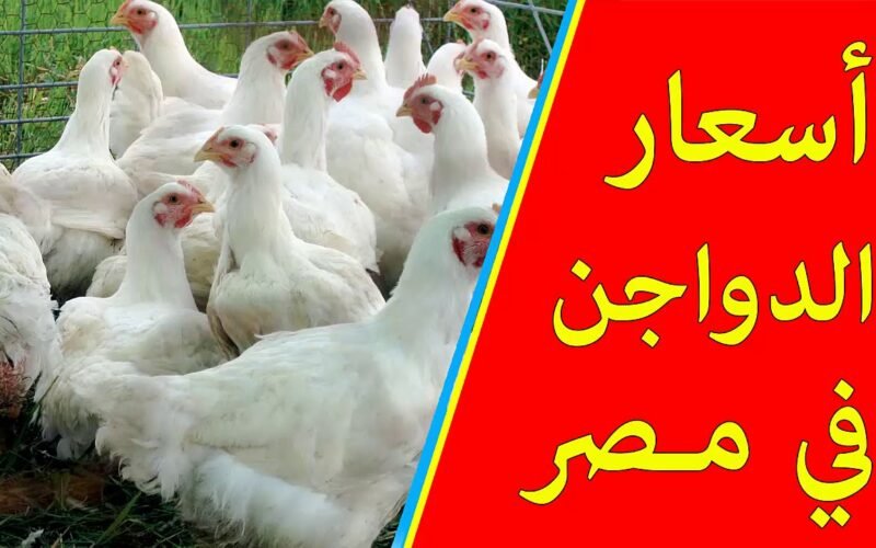 اسعار الدواجن البيضاء اليوم